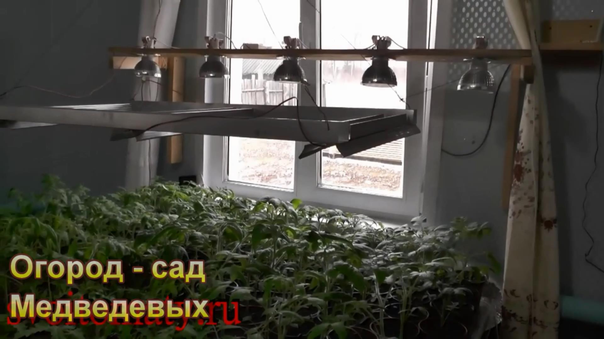 свет для рассады какой лучше. фитолампа 120 вт. китчен нано гарден. фитолампа для рассады фп-150w. рассада под лампой.