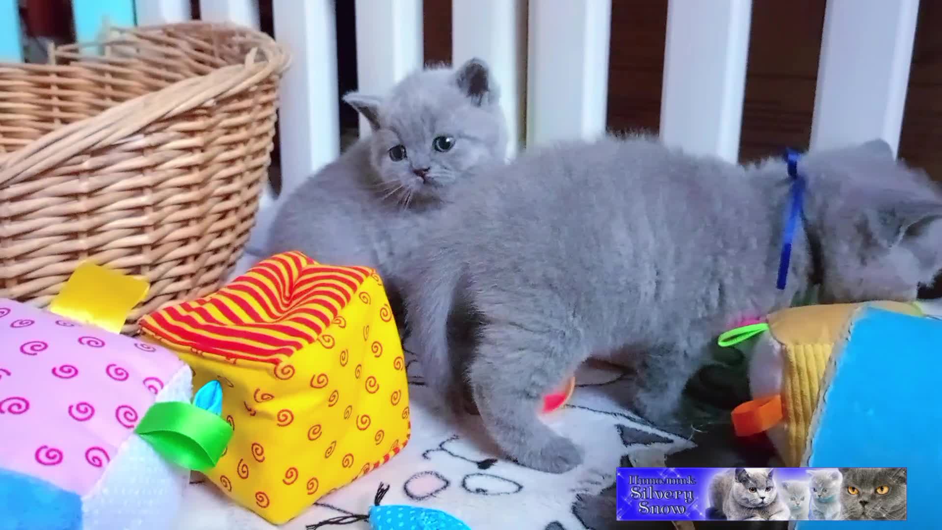 Заводчики кошек Заводчики кошек