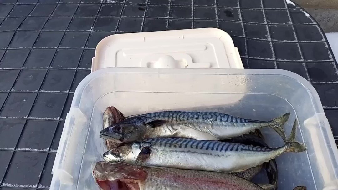 Можно замораживать копченую рыбу холодного копчения. Тунец горячего копчения. Копченая рыба на куршской косе. Коптилка холодного копчения. Рыба полугорячего копчения.