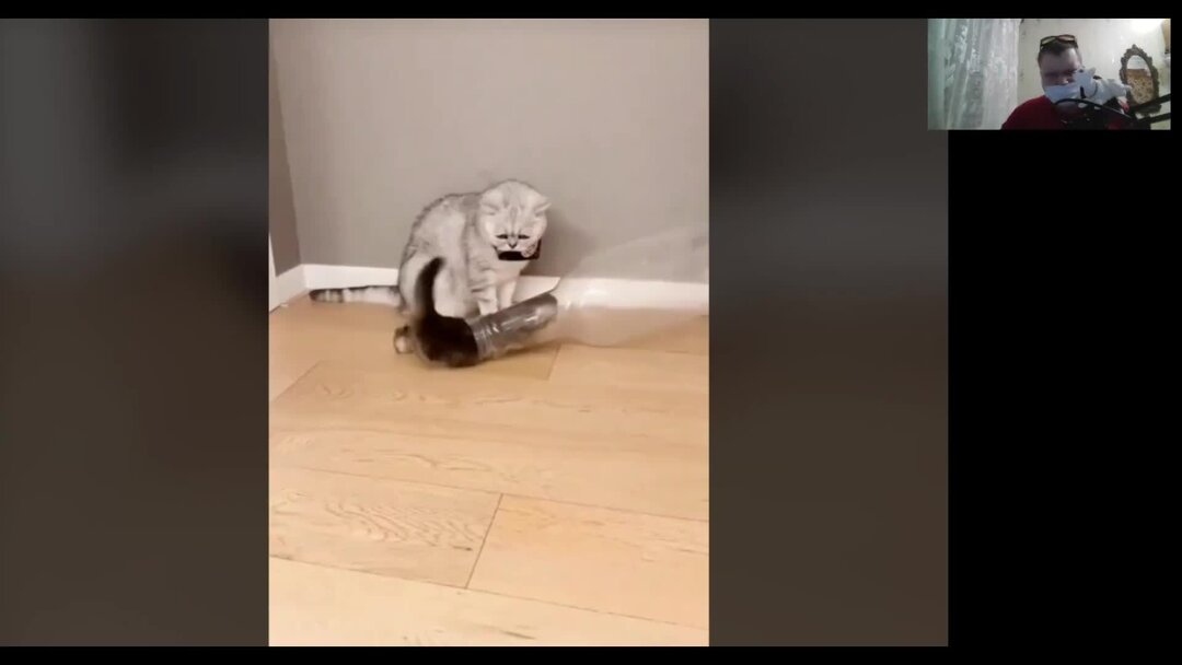 Прикол котиков с озвучкой