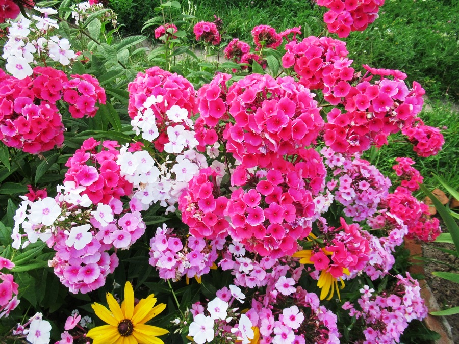 Флокс метельчатый. Флокус. Делай флокс. Флокс метельчатый адинда. Флоксы многолетние.