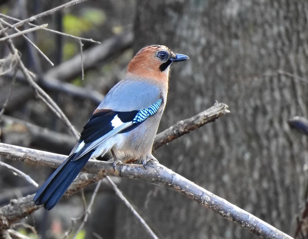 Сойка обыкновенная. Виды птицы сойки. Юкатанская сойка. Виды птицы сойки. Сойка обыкновенная.