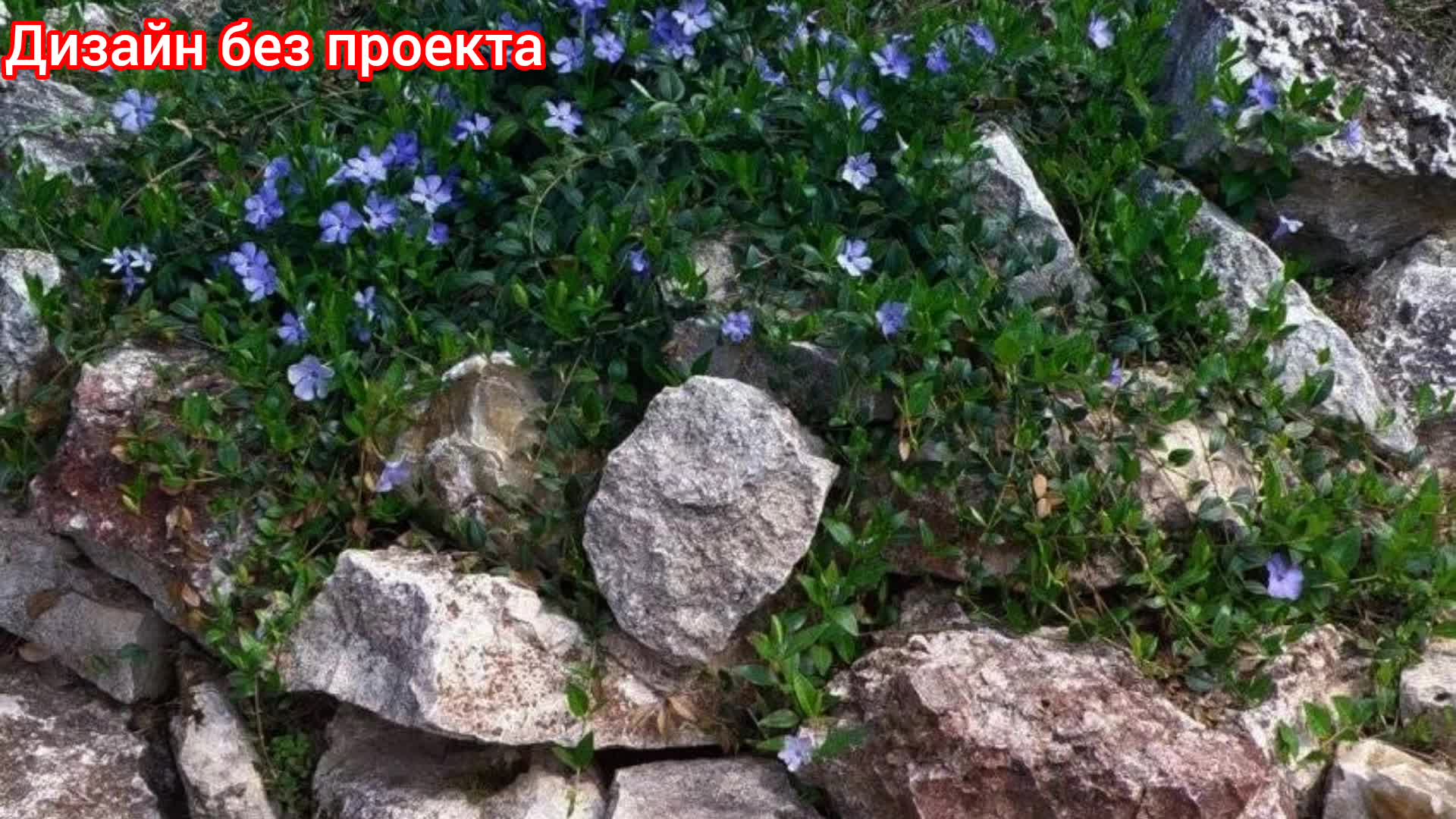 барвинок фото цветов многолетний на клумбе