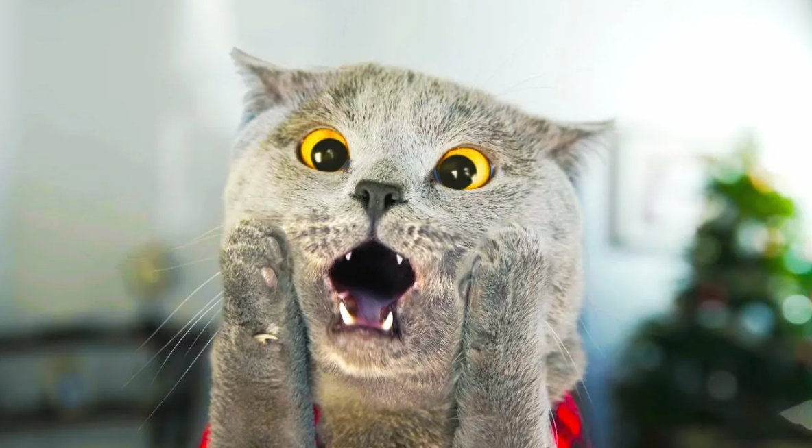 кот зевает. орущий кот. собака улыбается. кричащий кот. рыжий котенок зевает.