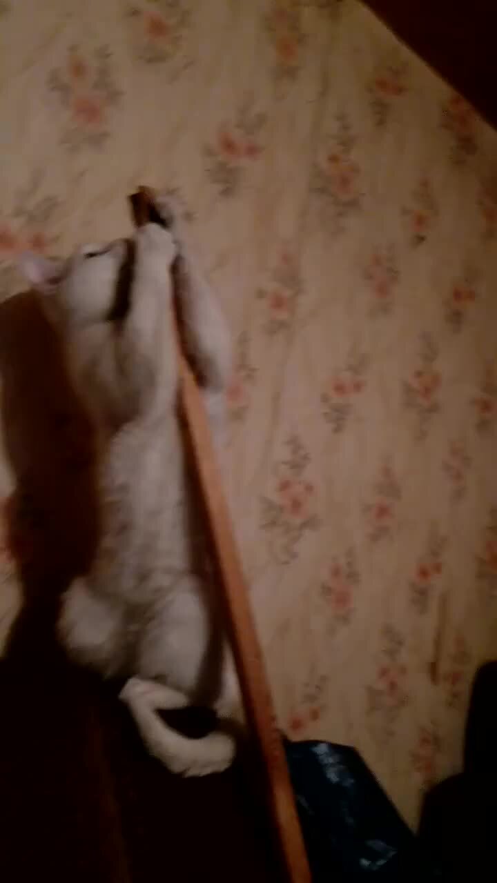 Коты танцуют. Гифка танцующего кота. Танцующий котенок. Танцующий кот чако из японии. Кот на дискотеке.