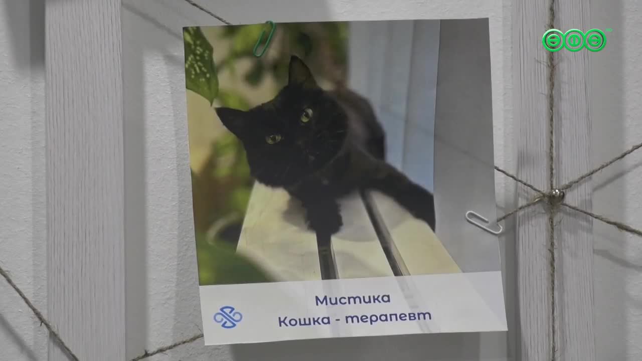 Имя дня кота. Имя дня кота