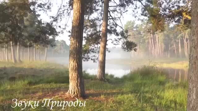 Звуки природы без рекламы