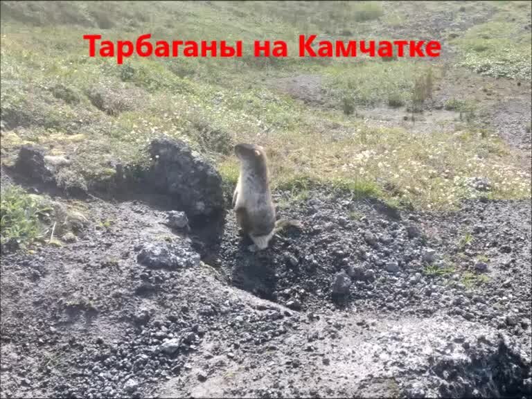 Marmota bobak череп. Степные сурки из какого семейства?. Альтернативное название монгольского сурка. Альтернативное название монгольского сурка. Сурок степной, байбак (marmota bobak).
