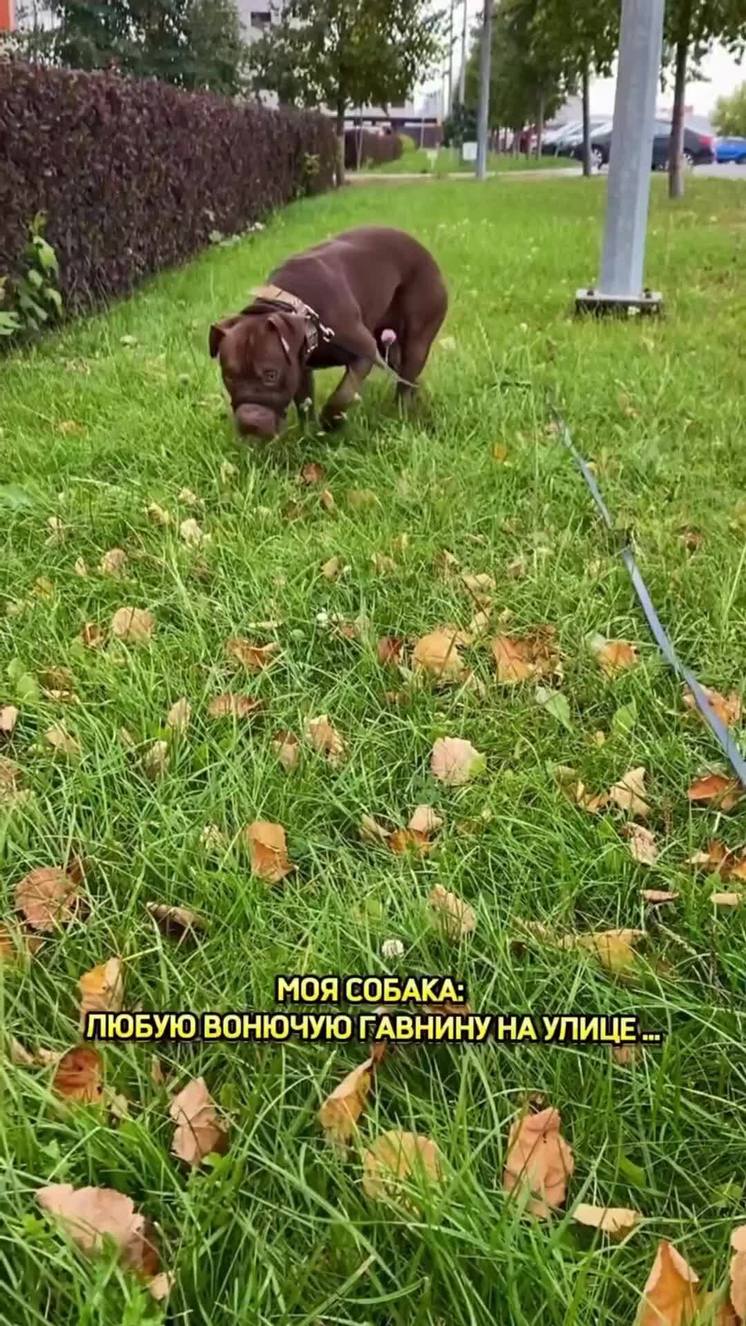 Татарская собака