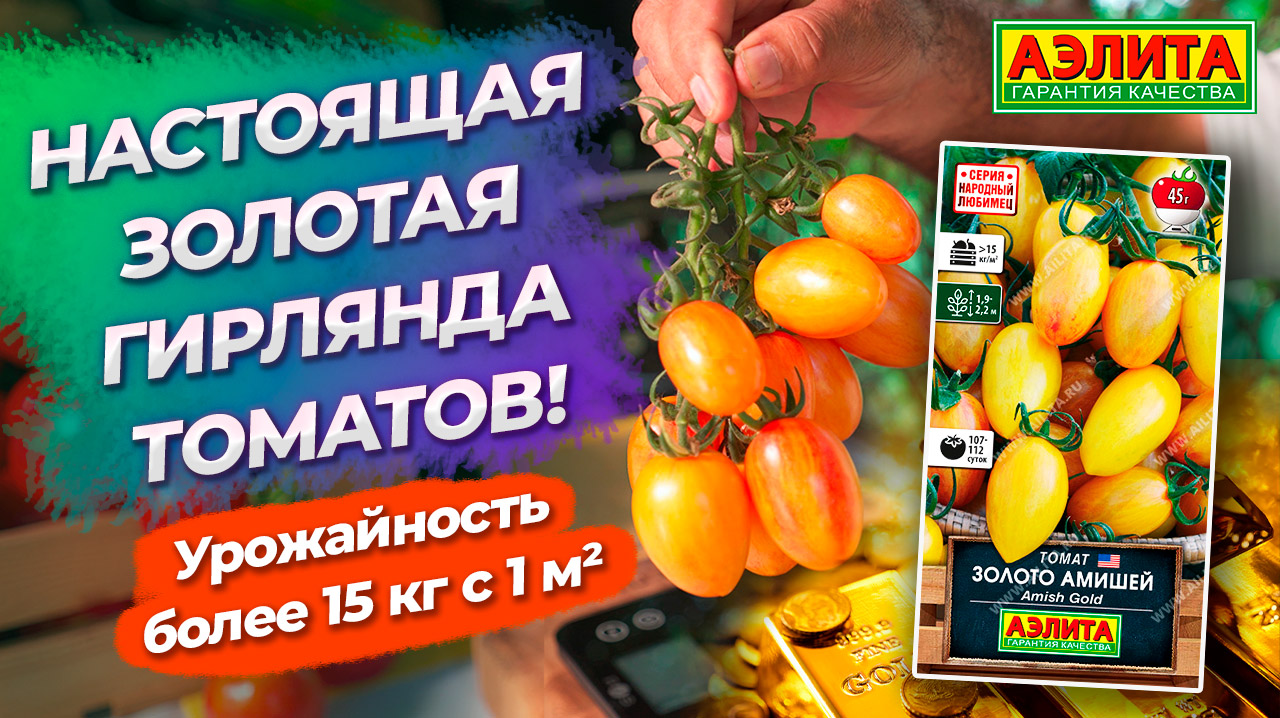 золото амишей томат характеристика
