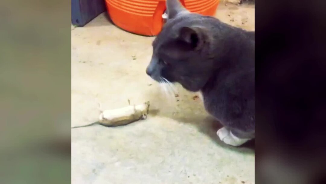 Про кота и мышь. М/ф котенок и мышонок. Стихи о коте и мыши. Кот и мыши. Сказочные котята.