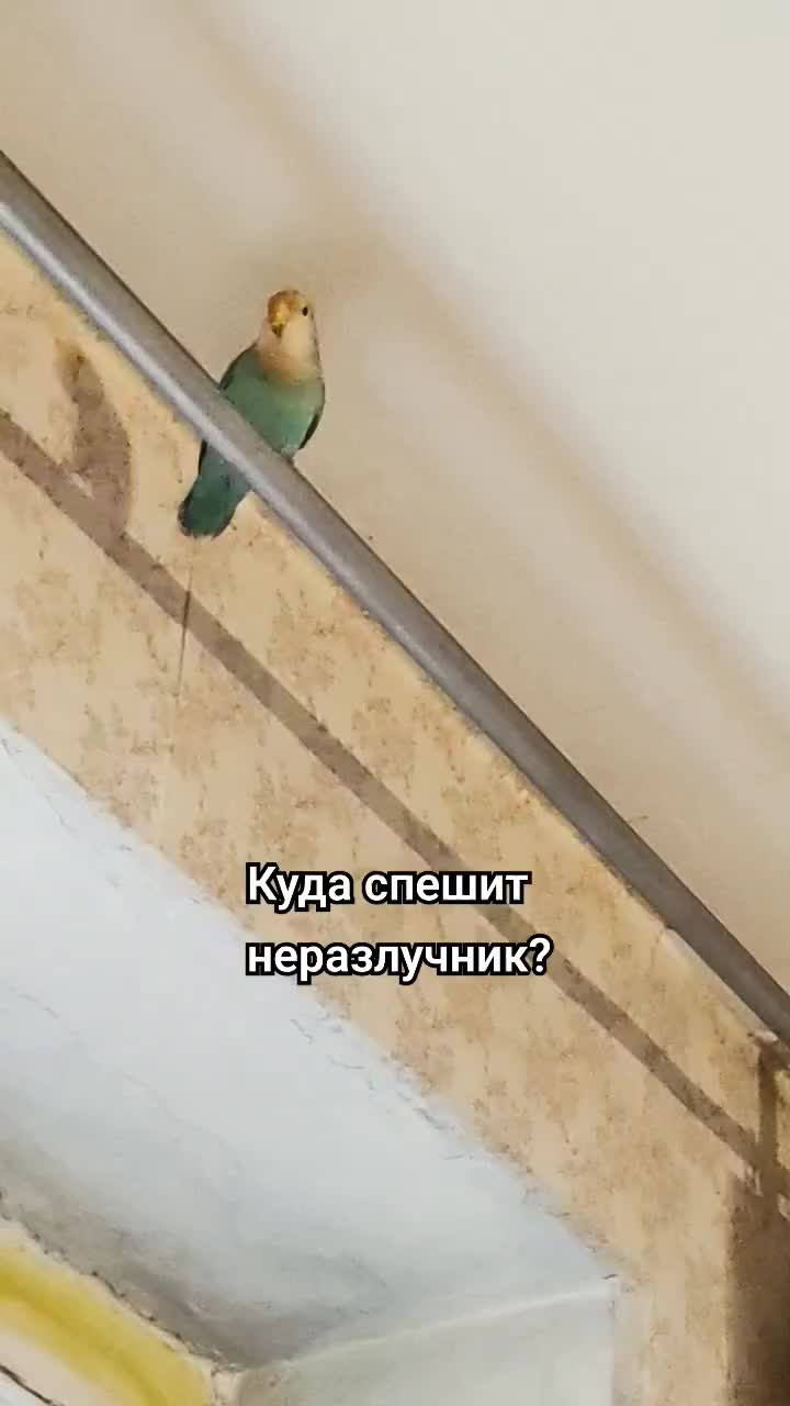 Обои с попугаями. Попугай спешит. Маверик попугай порода. Волнистый попугай смешной. Фотообои попугаи.