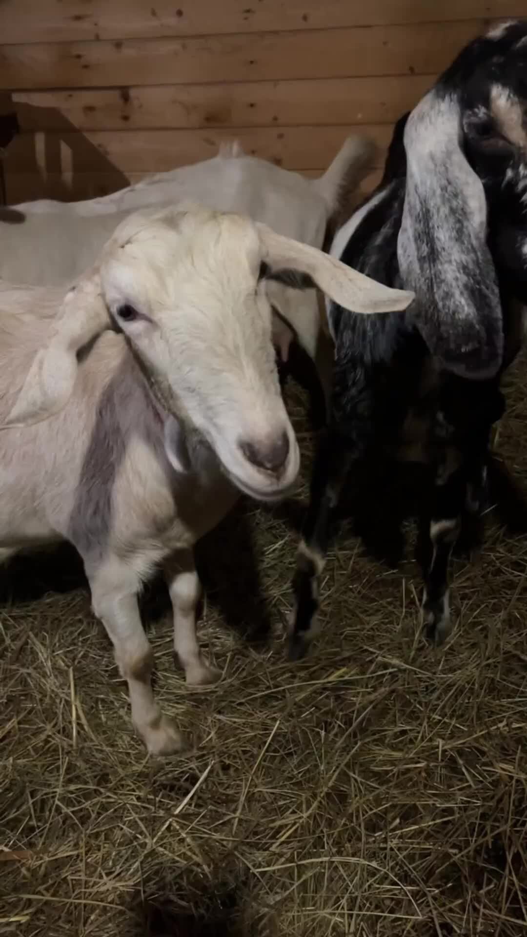 Как одеть ребенка на зиму. Можно ли гулять когда болеешь зимой. Как одеться чтобы не замерзнуть. Можно ли гулять когда болеешь зимой. Весенняя простуда.