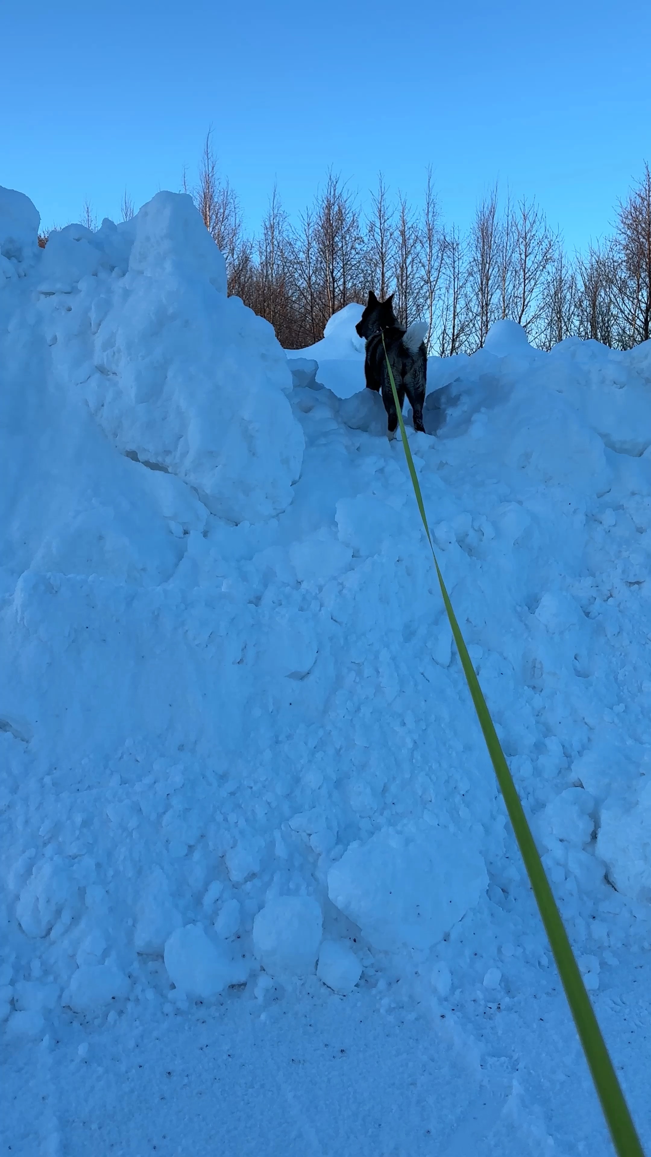 Прогулка с собакой. Гулять ли с собакой в мороз. Зимние прогулки с собачкой. Фотосессия с собакой зимой. Гулять с собакой.