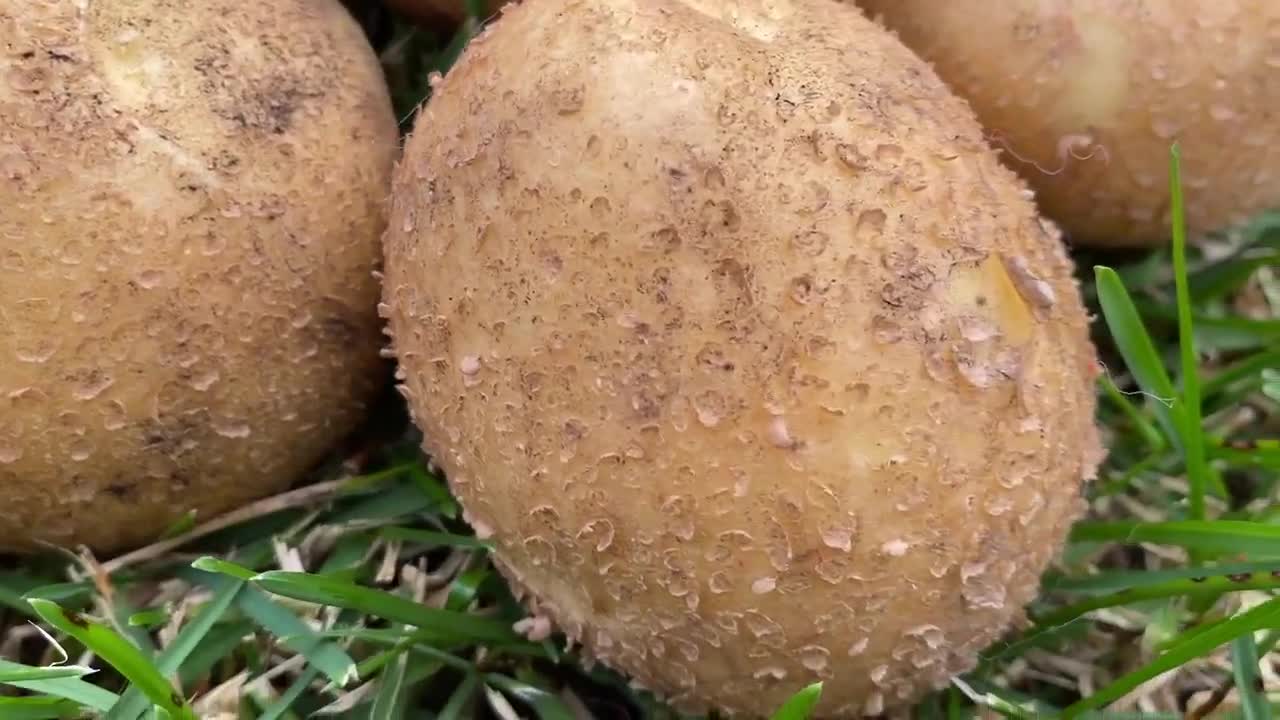 Картофель Горняк