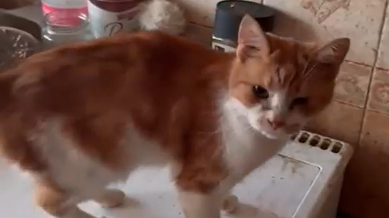 Говорящие коты в ванной видео. Жирный кот в ванной. Кот говорящий нормально в ванной. Смешные котики в ванной. Говорящие коты в ванной видео.