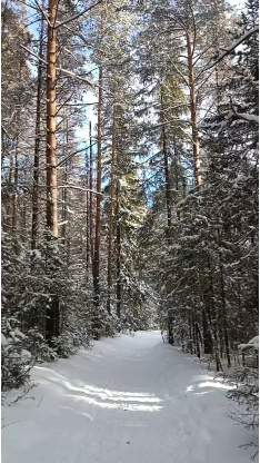 текст я люблю северный лес за завораживающую