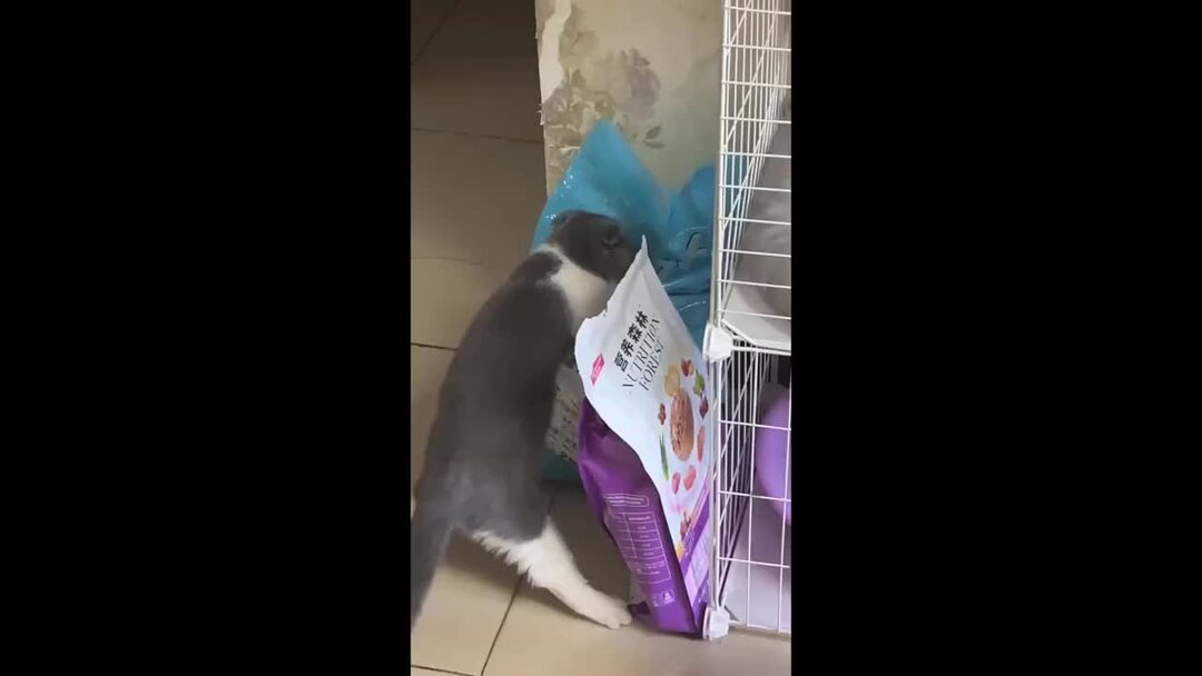 сдержанный смех. крис эванс ржет. саймон коуэлл смеётся. поговорки про смех. японец сдерживает смех gif.