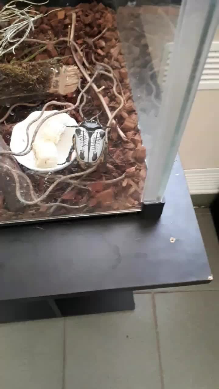 песня барышня малая. александра алмазова, лидер популярной группы non cadenza. песня барышня малая. песня барышня малая. рассказ о дымковской игрушке дымковская игрушка.