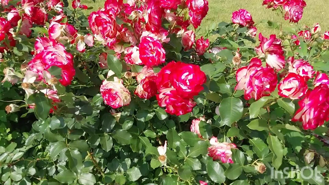 Юбилей принца монако купить. Розы на ВДНХ. Ландшафтные композиции с розами на ВДНХ 2023. Новые сорта роз 2023.