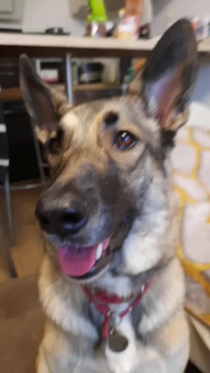 всегда ли люди справедливо относятся к собакам. зачем человеку собака. откуда появилась первая собака. бездомные животные и человек. собака друг человека презентация.