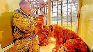 олег зубков тайган лев. львенок шерхан тайган видео. лев красавец фото. львенок шерхан тайган видео. сафари парк белогорск.