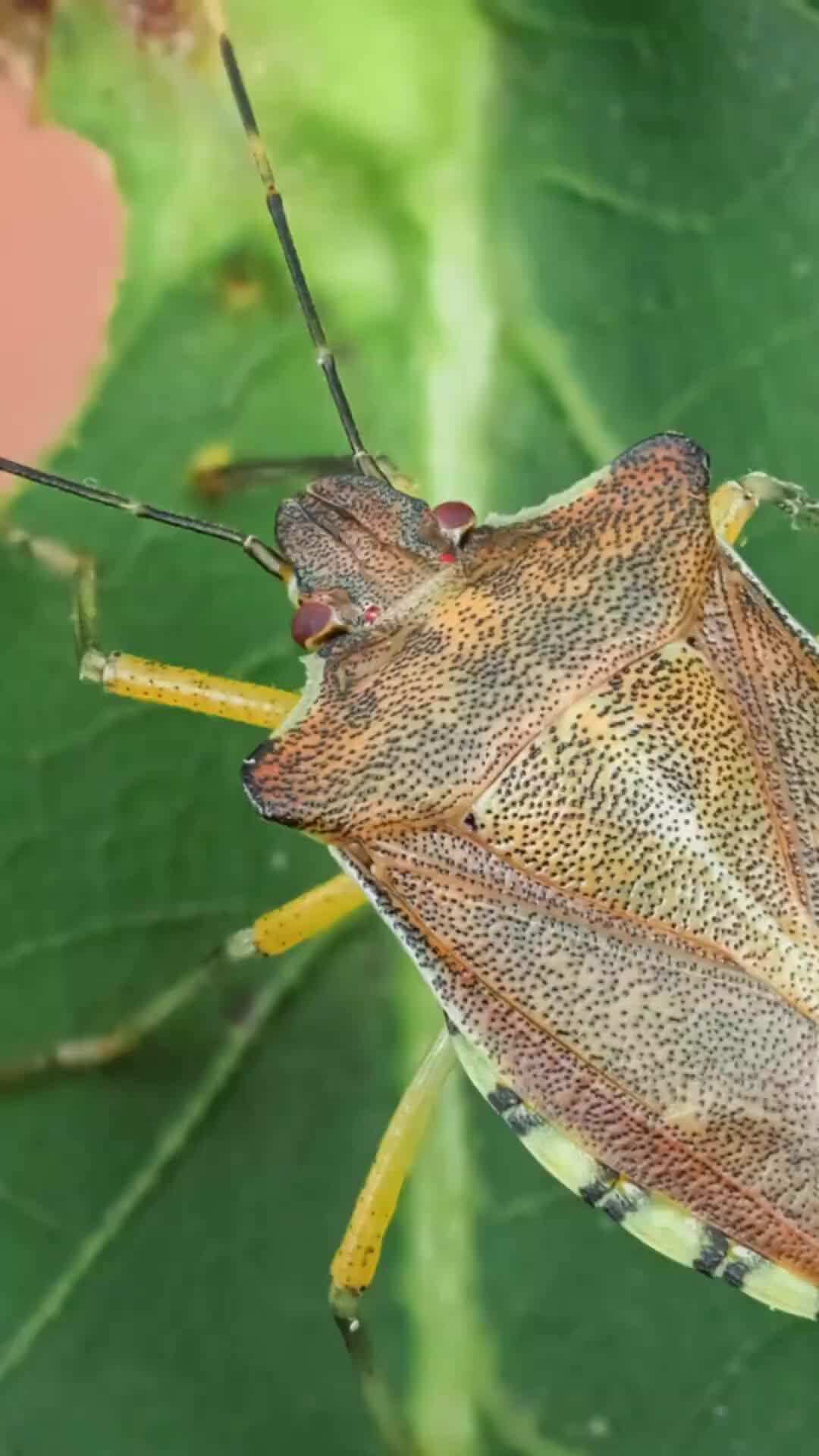 Подизус хищный клоп. Podisus maculiventris. Подизус — Podisus maculiventris say.. Клоп садовый.