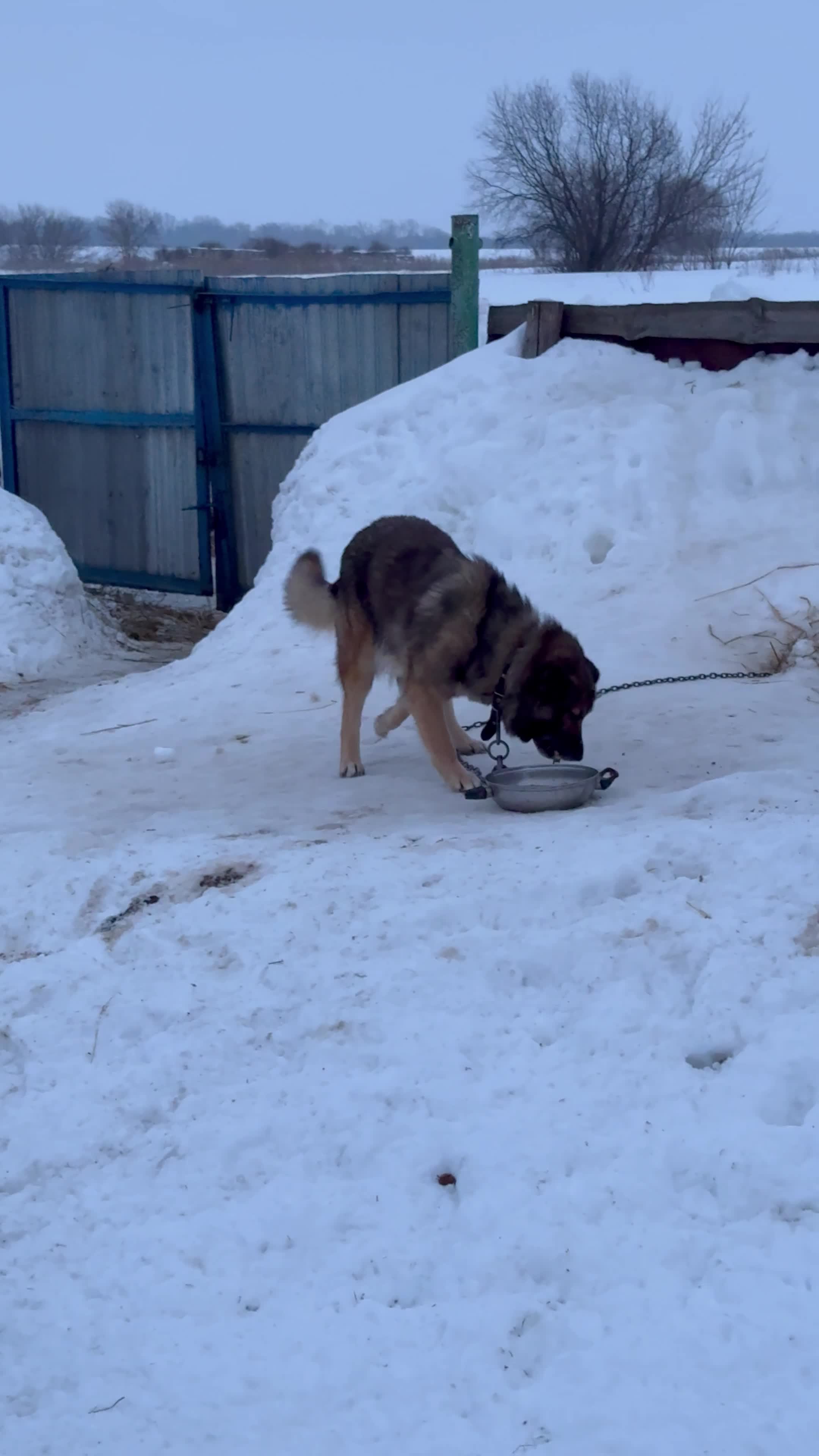 Еда для животных. Собака и фрукты. Кости для собак pedigree. Можно собакам давать семечки. Можно собакам давать семечки.