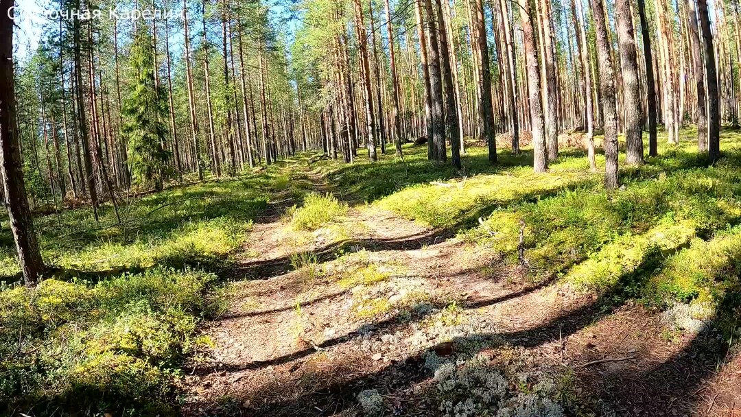 Сбор грибов. Грибной лес. Грибы в сосновом лесу. Сбор грибов в лесу. Грибники в лесу.