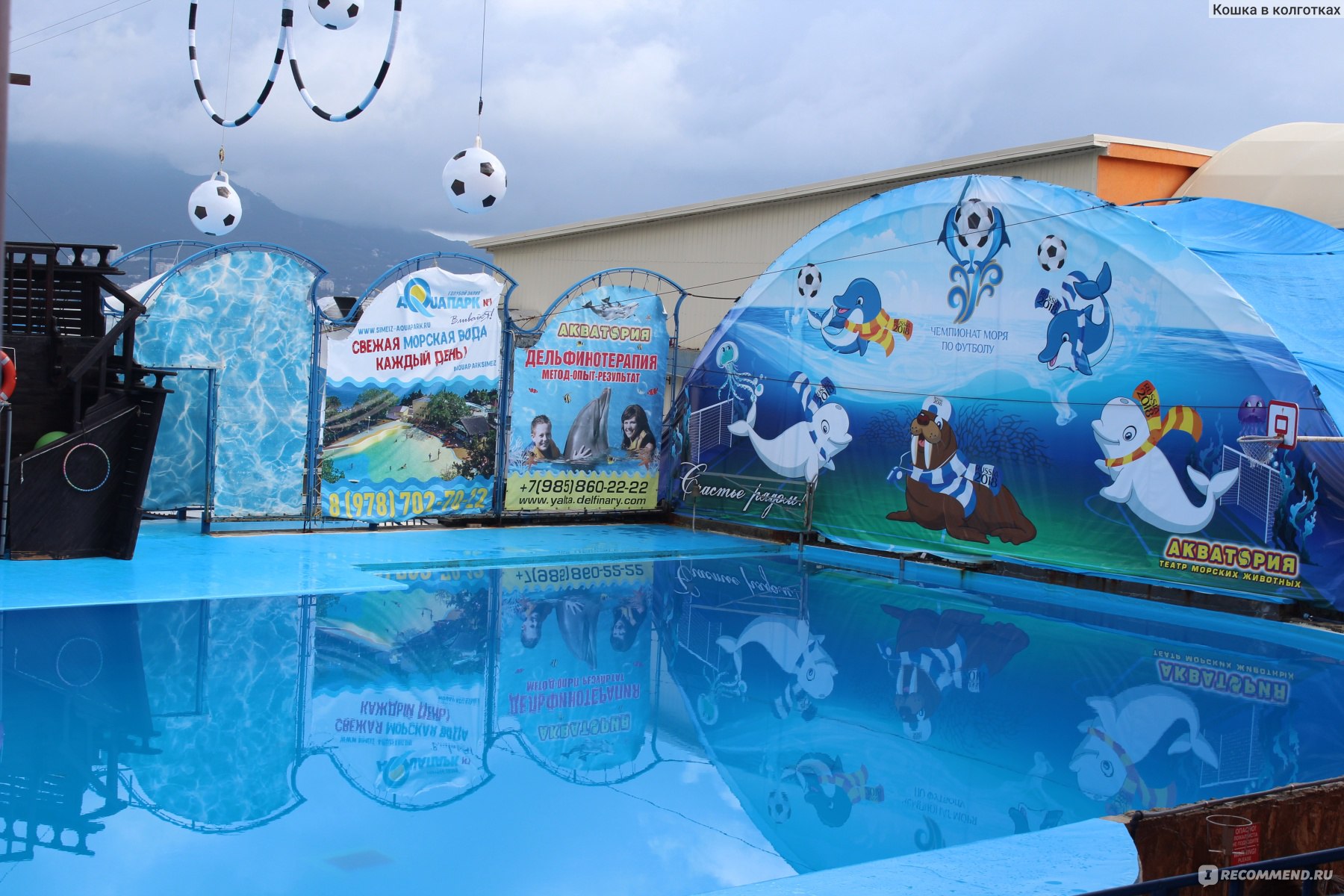 Театр морских животных акватория ялта. 6. Дельфинотерапия акватория ялта. Акватория ялта. Шоу в акватории.