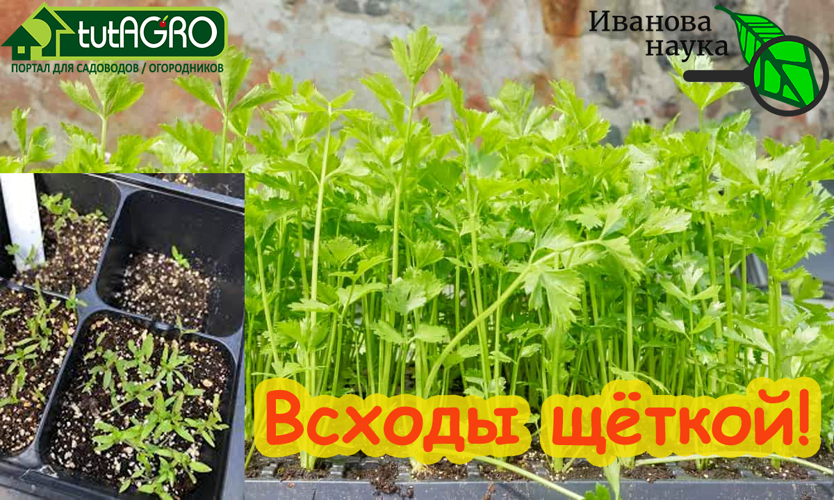 Мытье зелени. Вода и зелень. Зелень кориандр. Рассада петрушки. Семена моркови и петрушки.