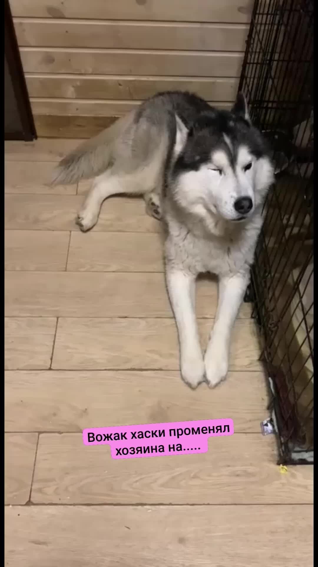 Хаски 10 000 затяжек. Помесь хаски и лайки. Дзен хаски. Дзен хаски. Жизнь с 10 хаски прямой эфир.