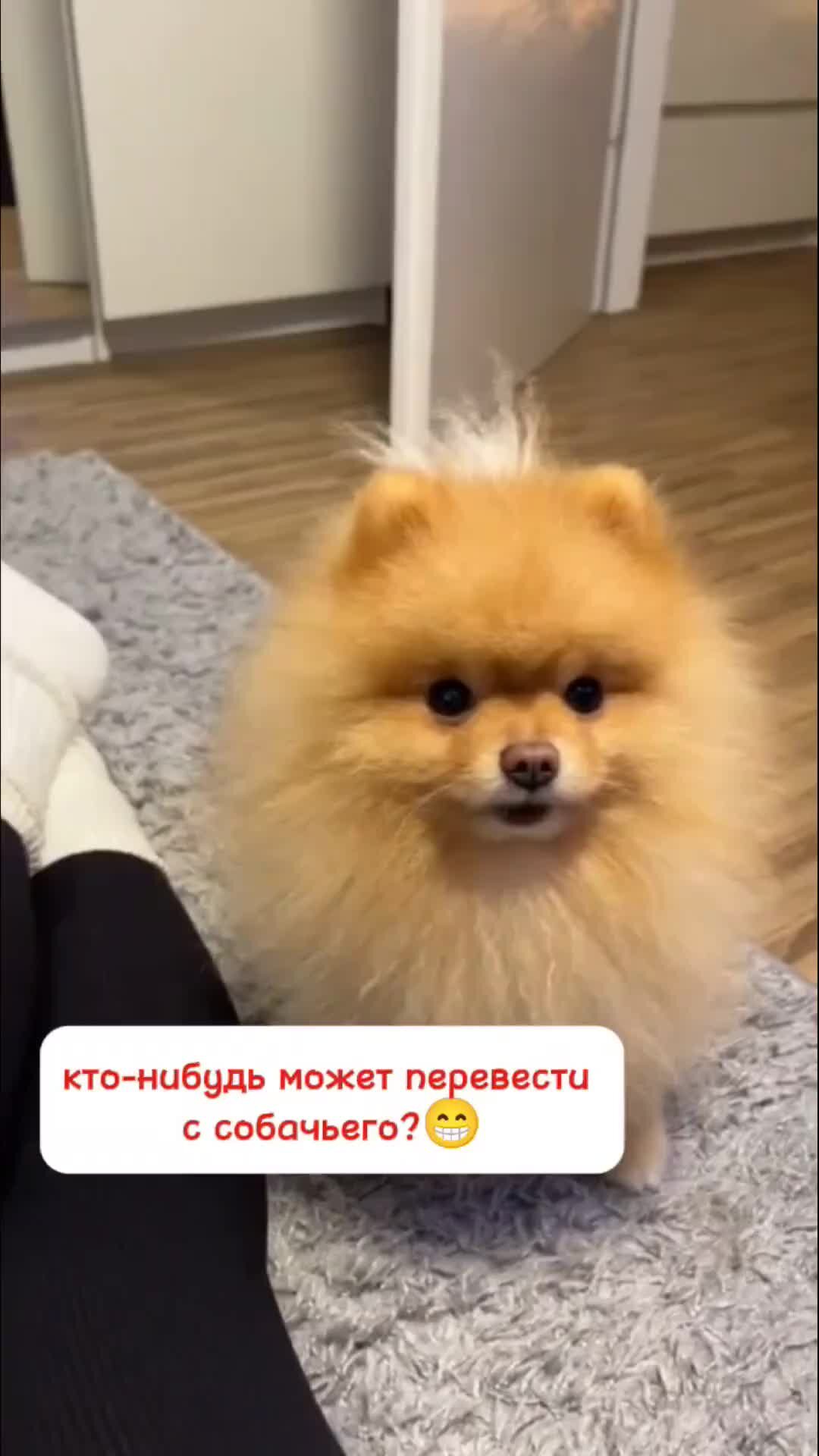 Журнал собака. Журнал шпиц. День маленькой избалованной собаки. Дневник с шпицем. Журнал шпиц.