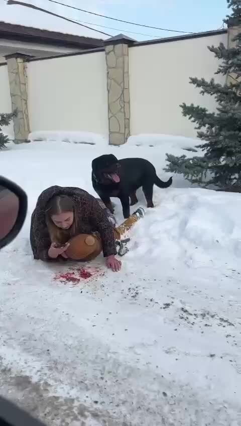 Мем собака на роликах Мем собака на роликах