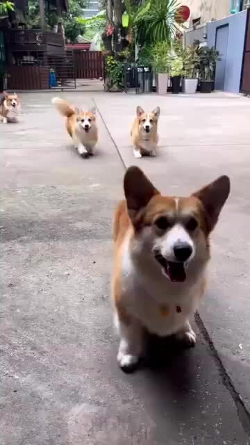 Йоркширский терьер породы собак. Йоркширский терьер. Стая чихуахуа. Вельш корги терьер. Спаниель кинг чарльз несса.