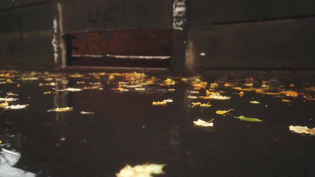 дерево геопика. шип цветка гио пика. шаманка кравц, гио пика. гио пика очки. дерево геопика.