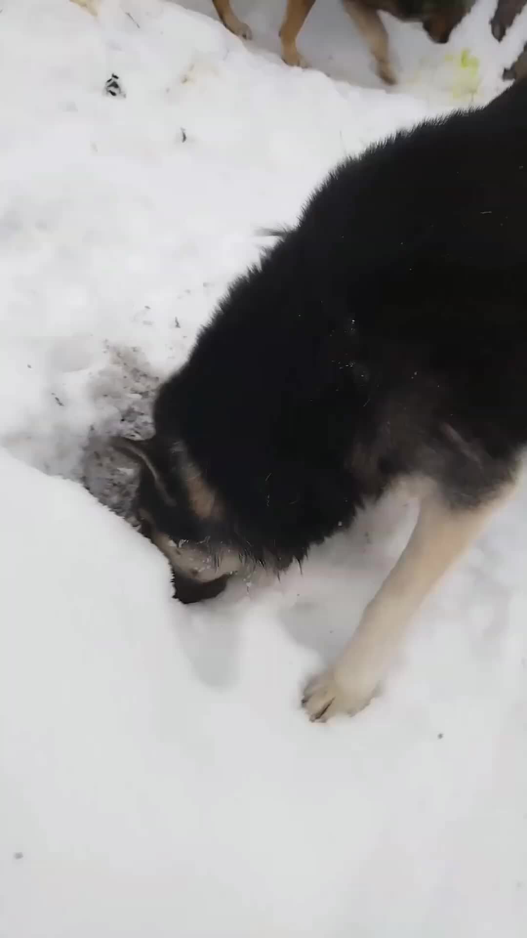 сделать первый шаг навстречу. ни одного шаша в догонку. слава и стас пьеха я. чайф ноты. песня сделай шаг на встречу мне.