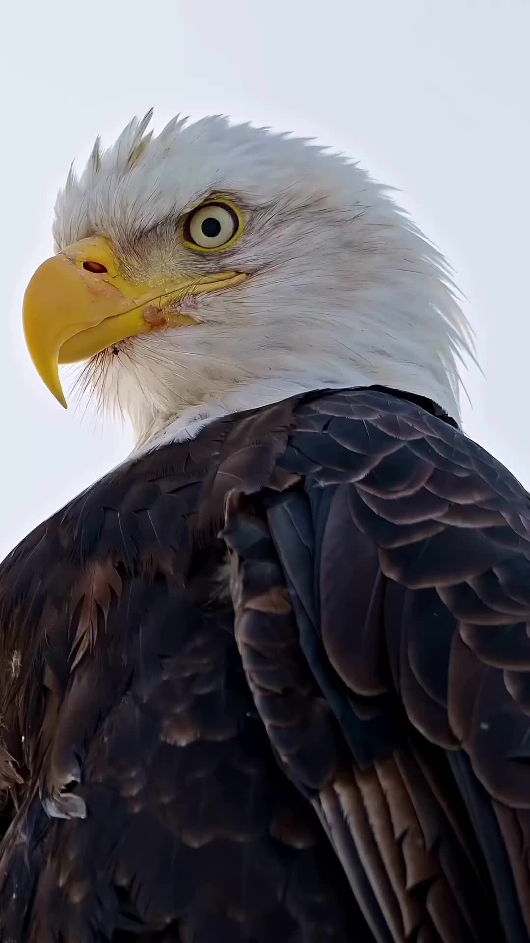 Орел взгляд