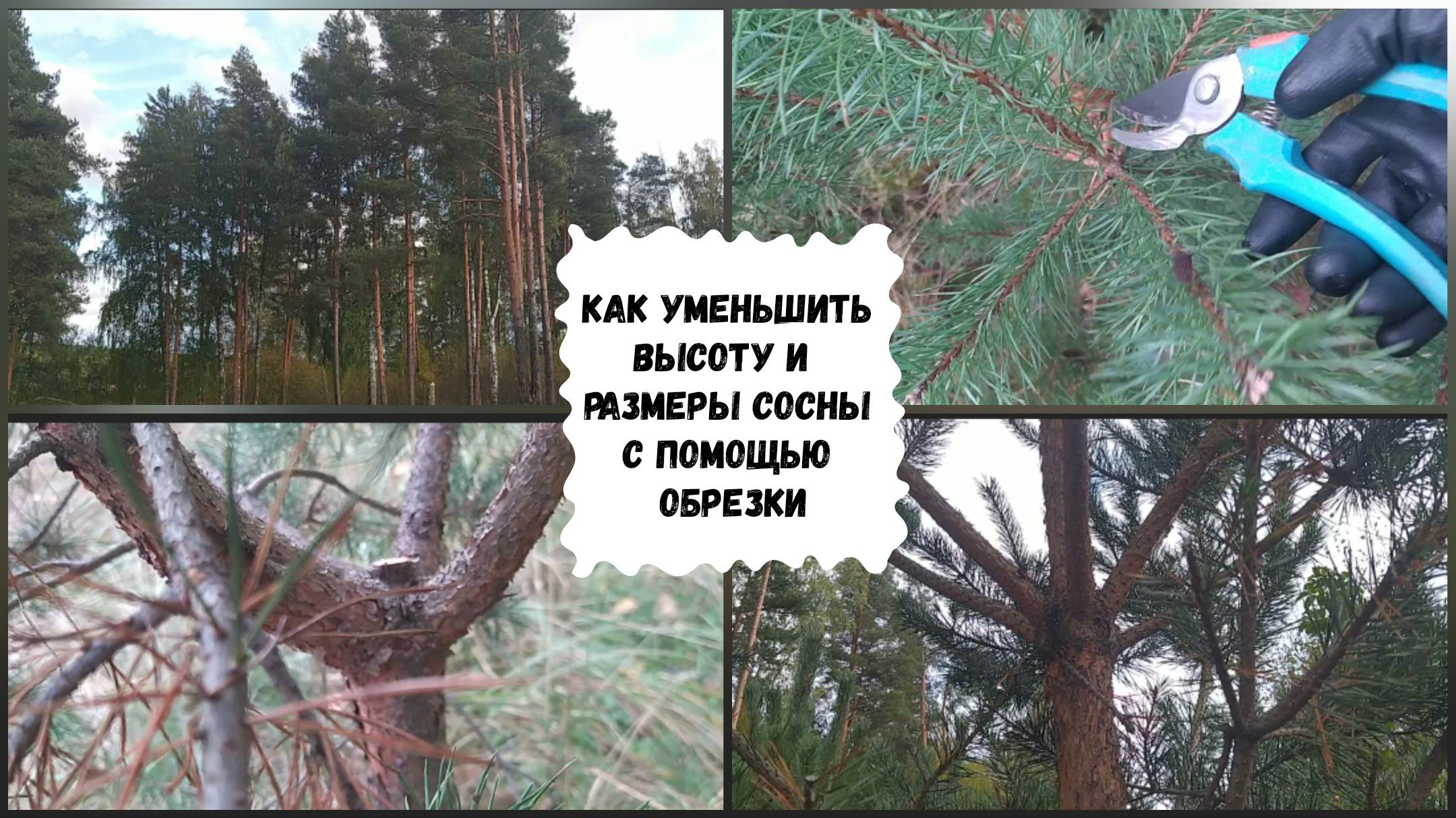 Обрезать по размерам