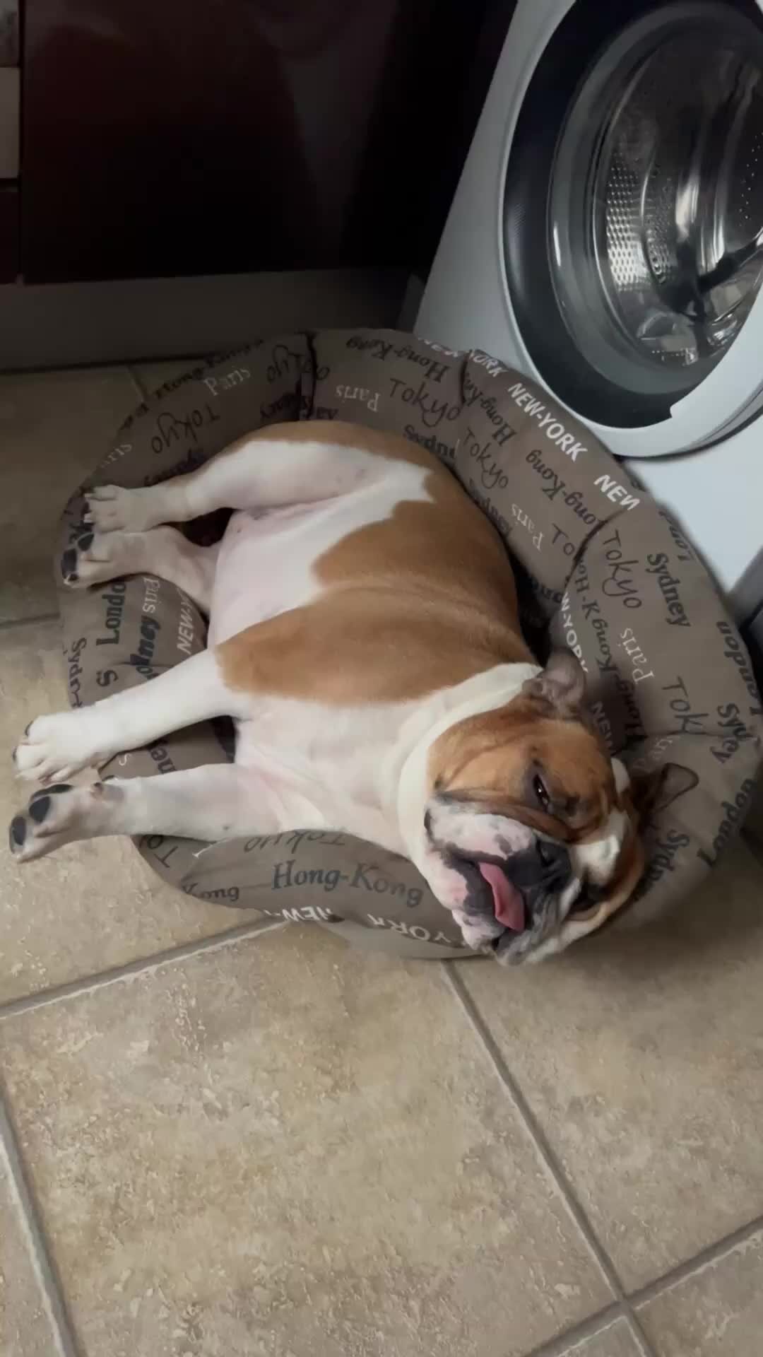 Кровать для собаки. Собака спит. Собаки в постели с хозяином. Сон собаки. Приснилась собака в квартире.