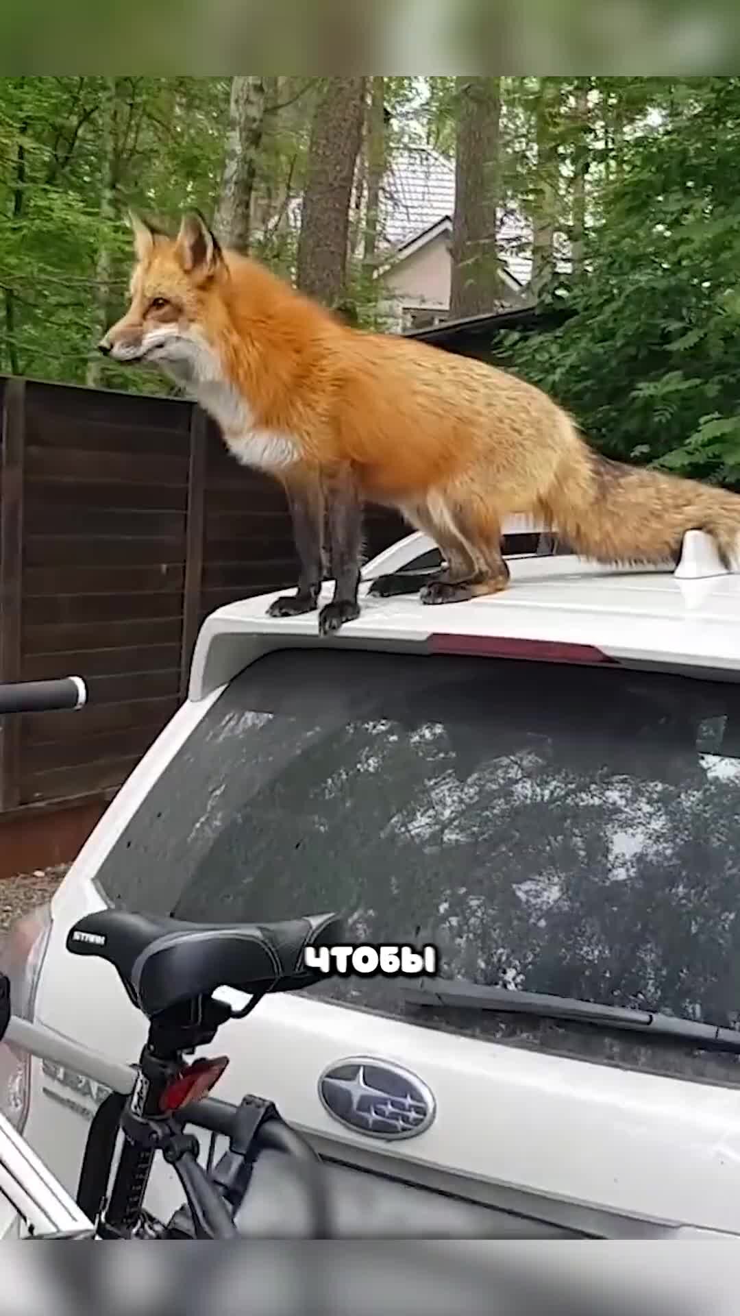 Спасенная лиса. Спасенная лиса. Лиса и человек дружба. Спасенная лиса. Спасенная лиса.