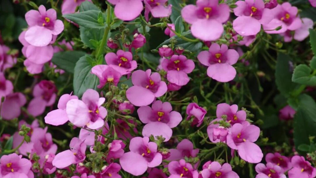 Диасция фото на клумбе. Диасция ампельная. Диасция Diascia Darla Light Pink. Диасция Juliet Appleblossom. Диасция Дарла аплблоссом.