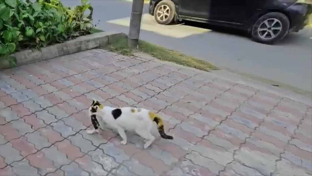 кошка принесла котят