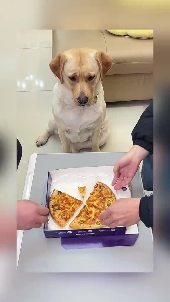 Собака и фортепиано. Самая собака песня. Самая собака песня. Песня пес. Самая собака песня.