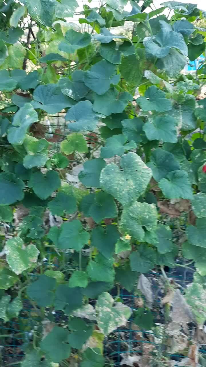 Опрыскивание огурцов. Опрыскивание огурцов. Чем опрыскивать огурцы в открытом грунте. Бахчевая тля огурцов. Чем опрыскивать огурцы в открытом грунте.