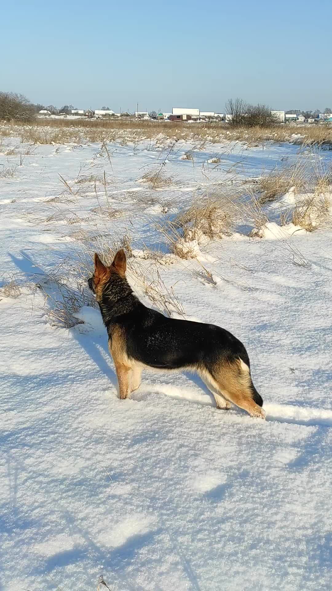 Следы невидимых зверей