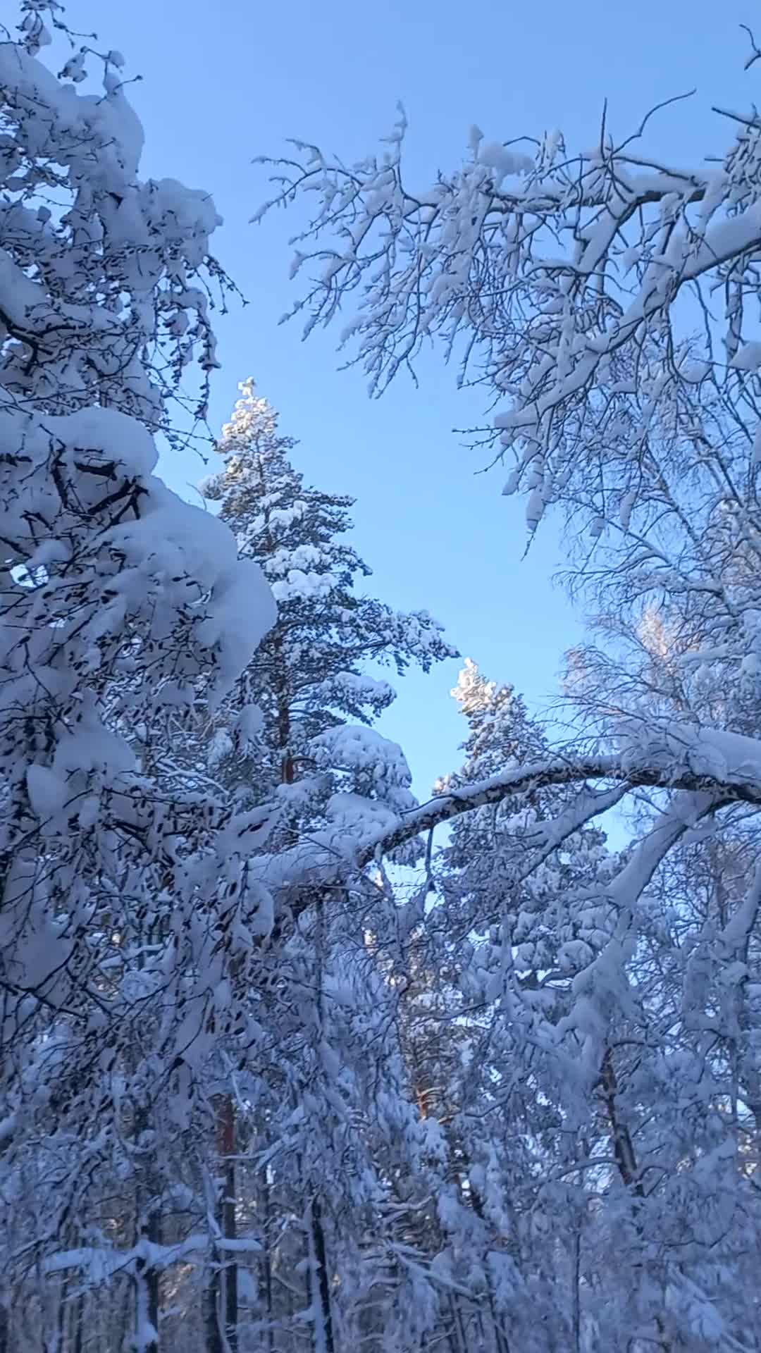 Любимая долго долго