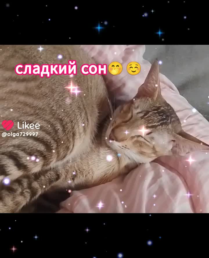 Кошки напали