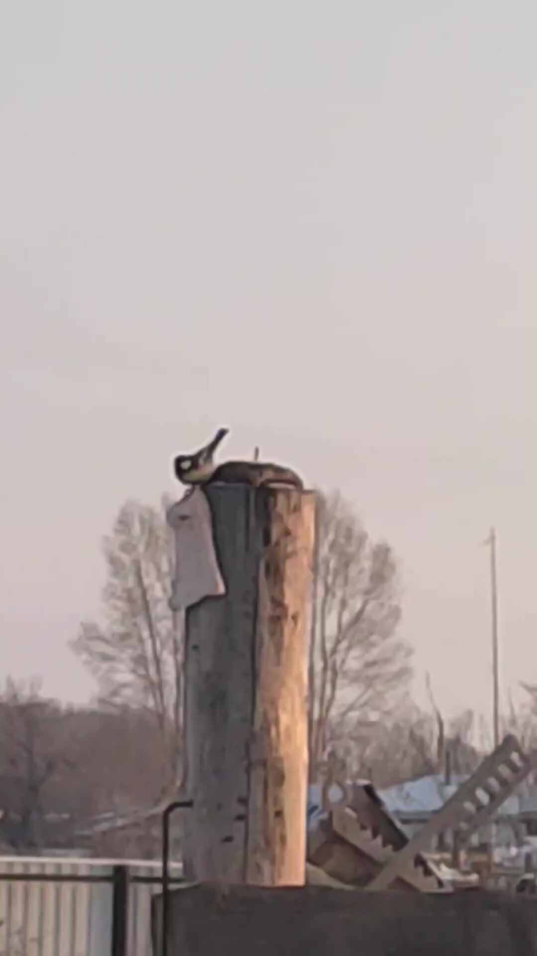 повеса значение слова. эрато. шалопай. анна алексеевна оленина. плакаты против тунеядства.