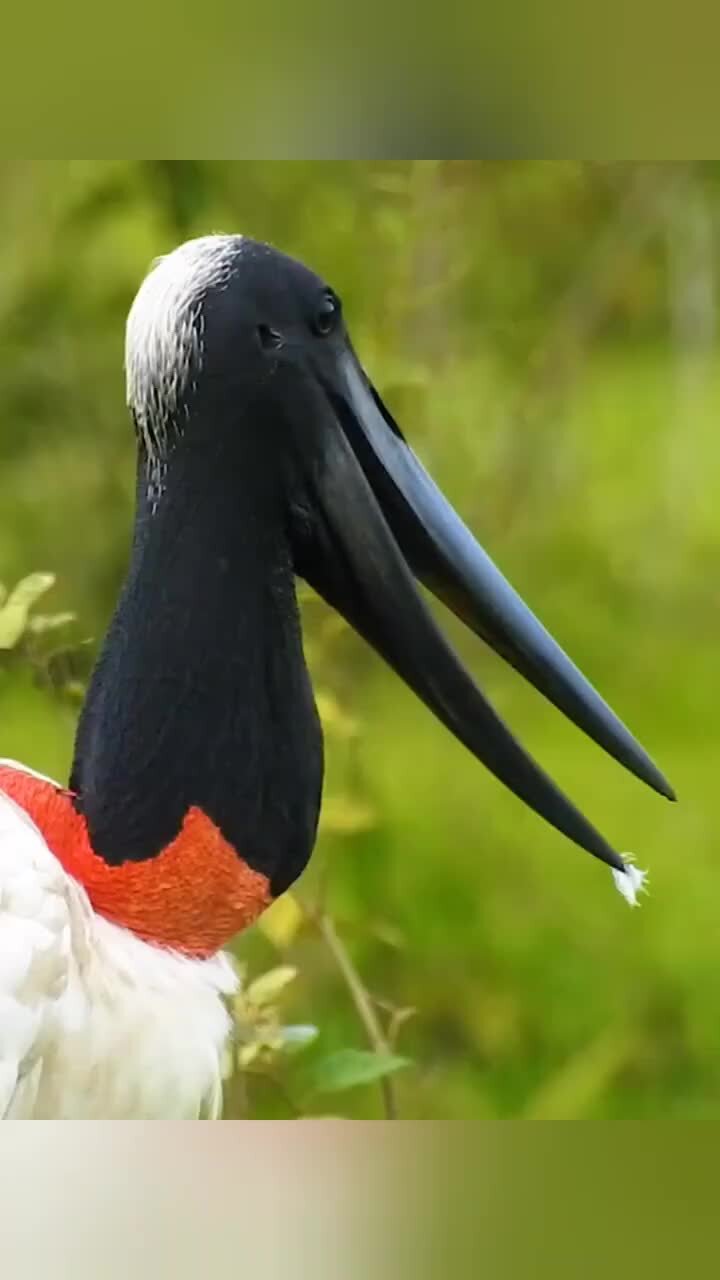Аистообразная птица из бразилии